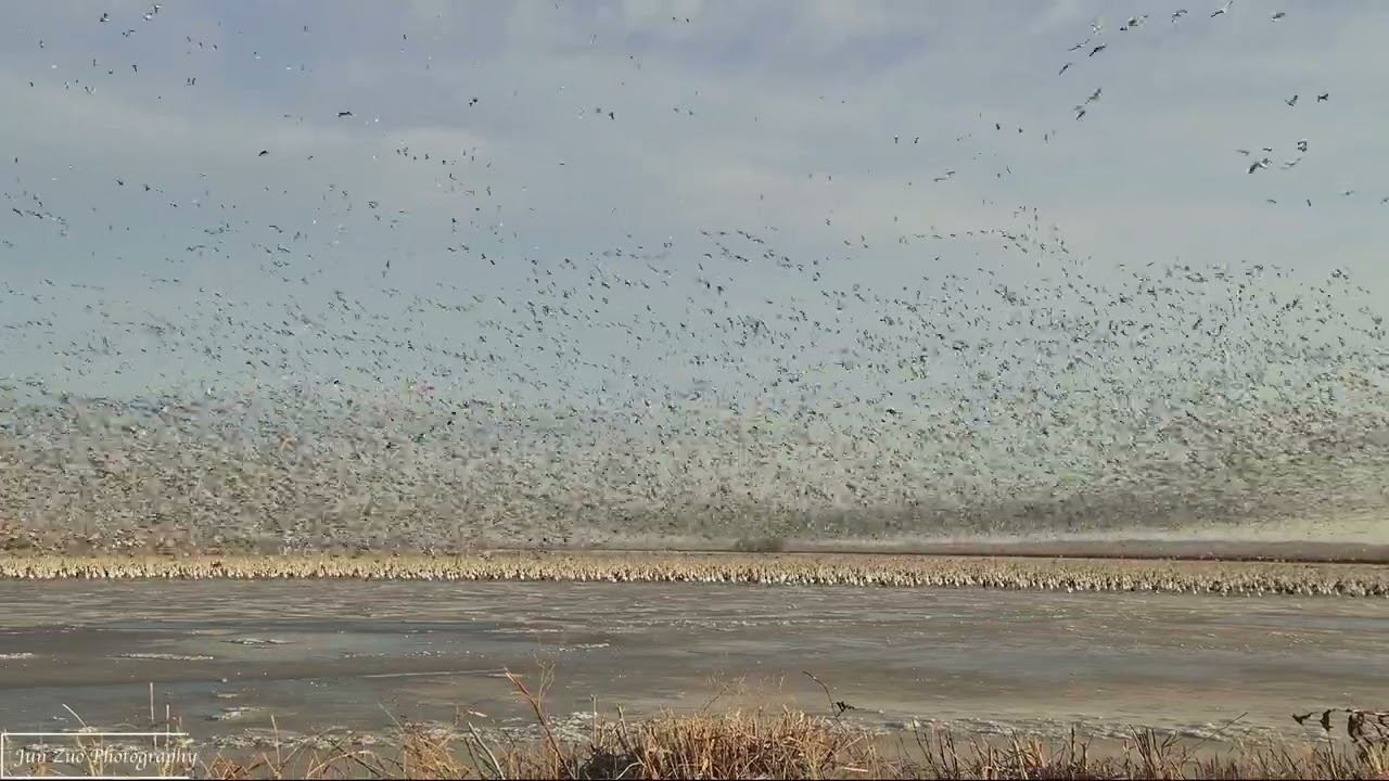 2023 Spring Snow Goose Migration   4 Flying