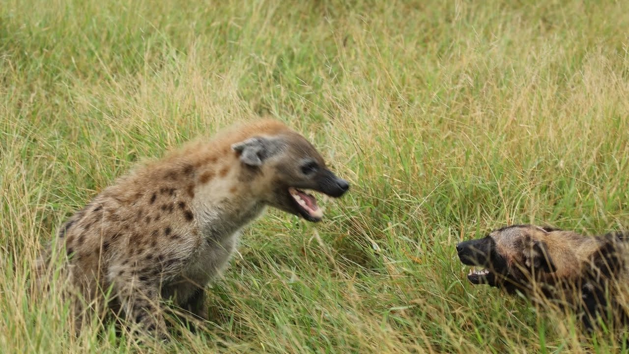 Hyena VS Wild dogs.