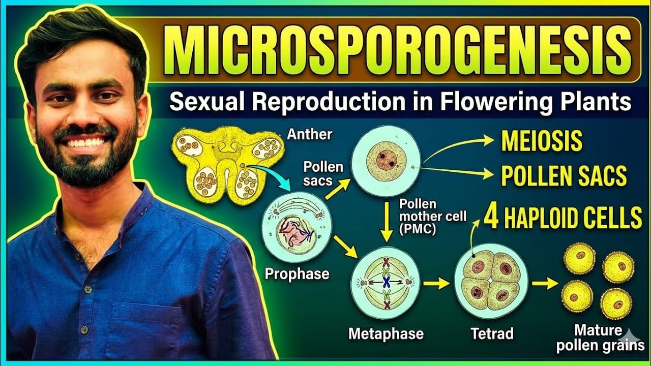 Part-4|Microsporogenesis| Sexual Reproduction in Flowering Plants |Class 12th| Biology |
