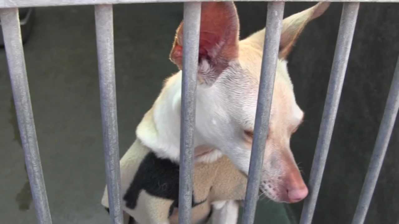 OC Animal Shelter Dogs 4