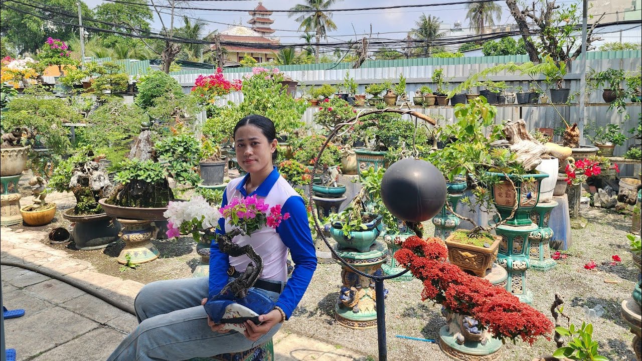 PAN CITY số 4 🌺 Rất nhiều Bonsai Ôm tượng mới lạ, trang đỏ siêu già, Đa Nhật không cần nắng, 