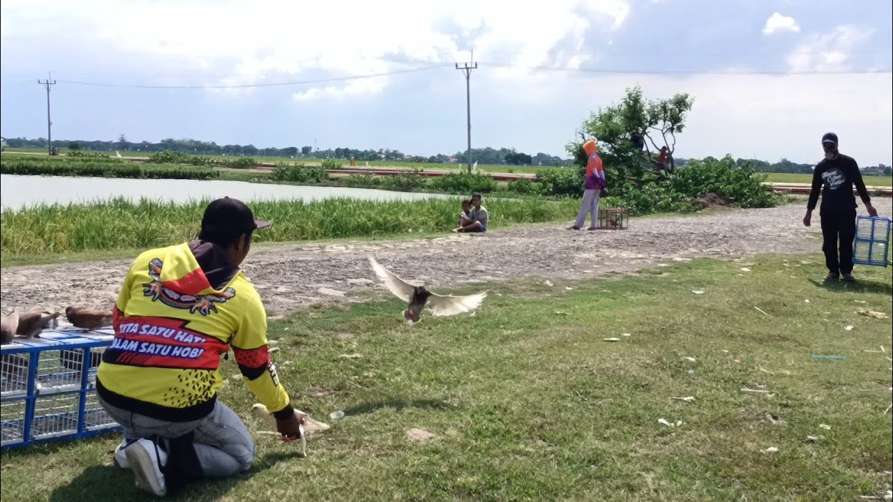 CARA MELATIH MERPATI PASAR AGAR TEMBAK KERAS