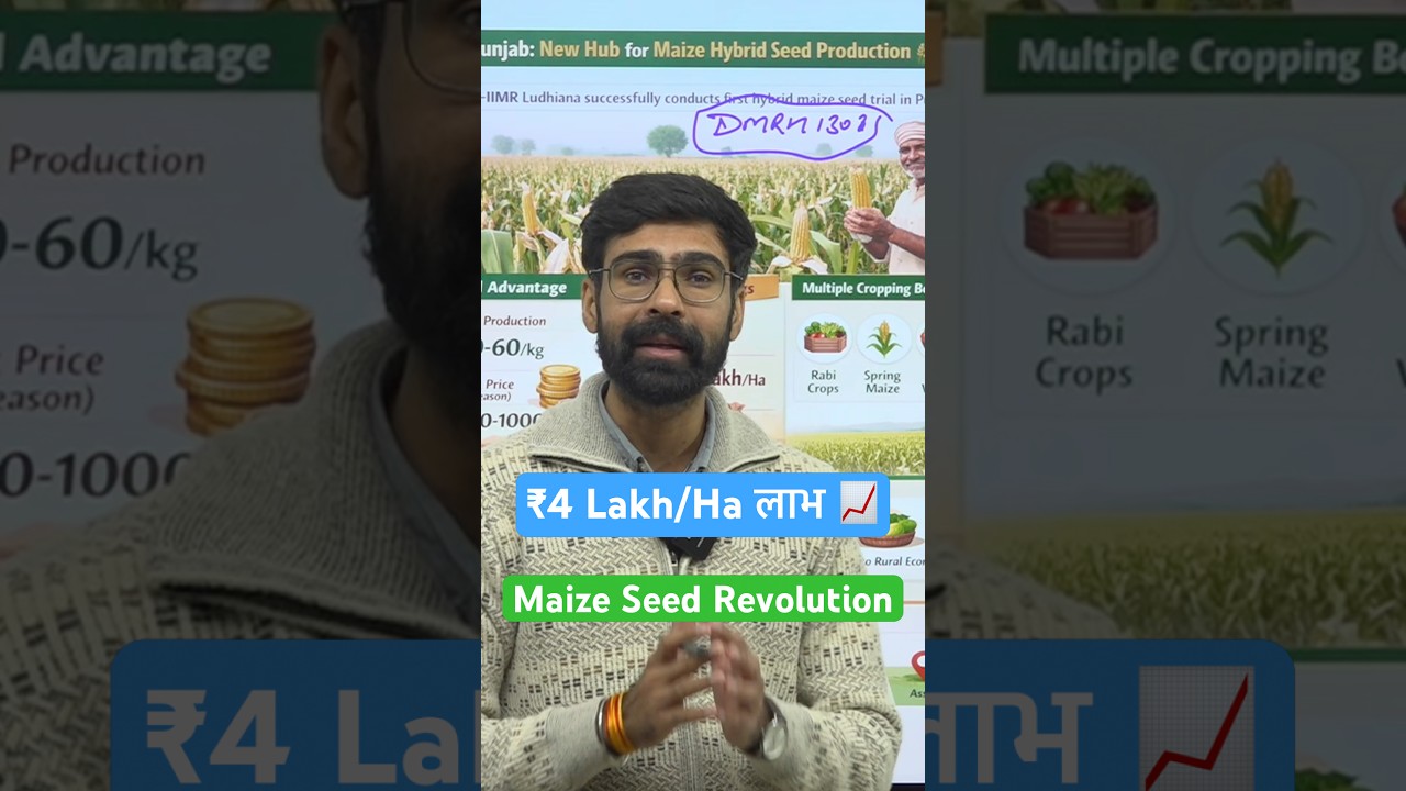 ₹4 Lakh/Ha Profit: Maize Hybrid Seed Production in Punjab | Game Changer for Farmers 
