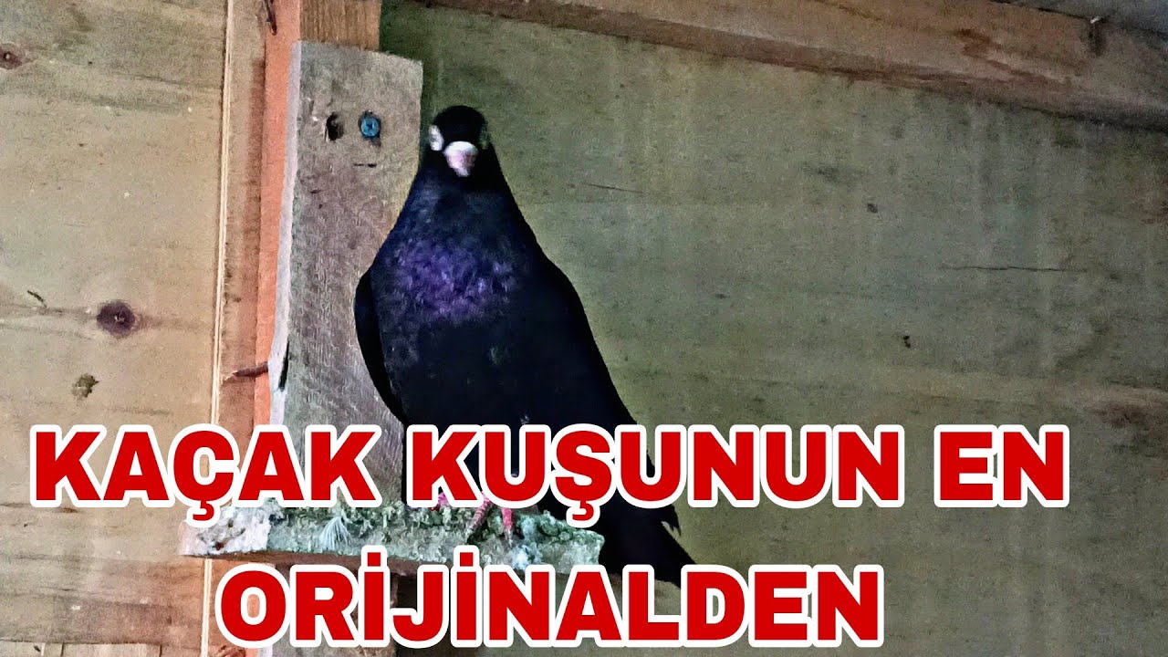 BÖYLE KAÇAK GÖRÜLMEDİ KAÇAK KUŞUNUN EN ORİJİNALDEN YAKALADİM