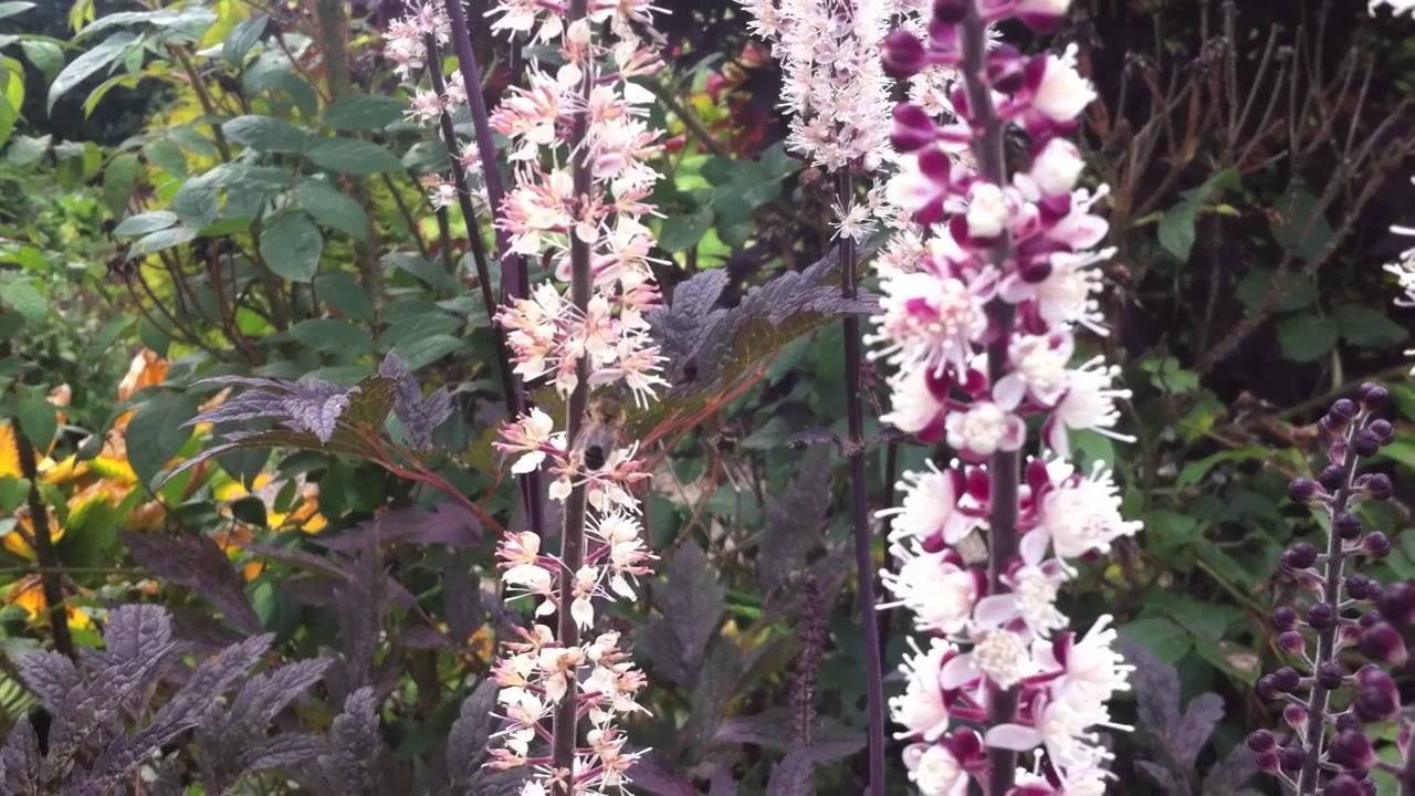 Plants for Bees; October