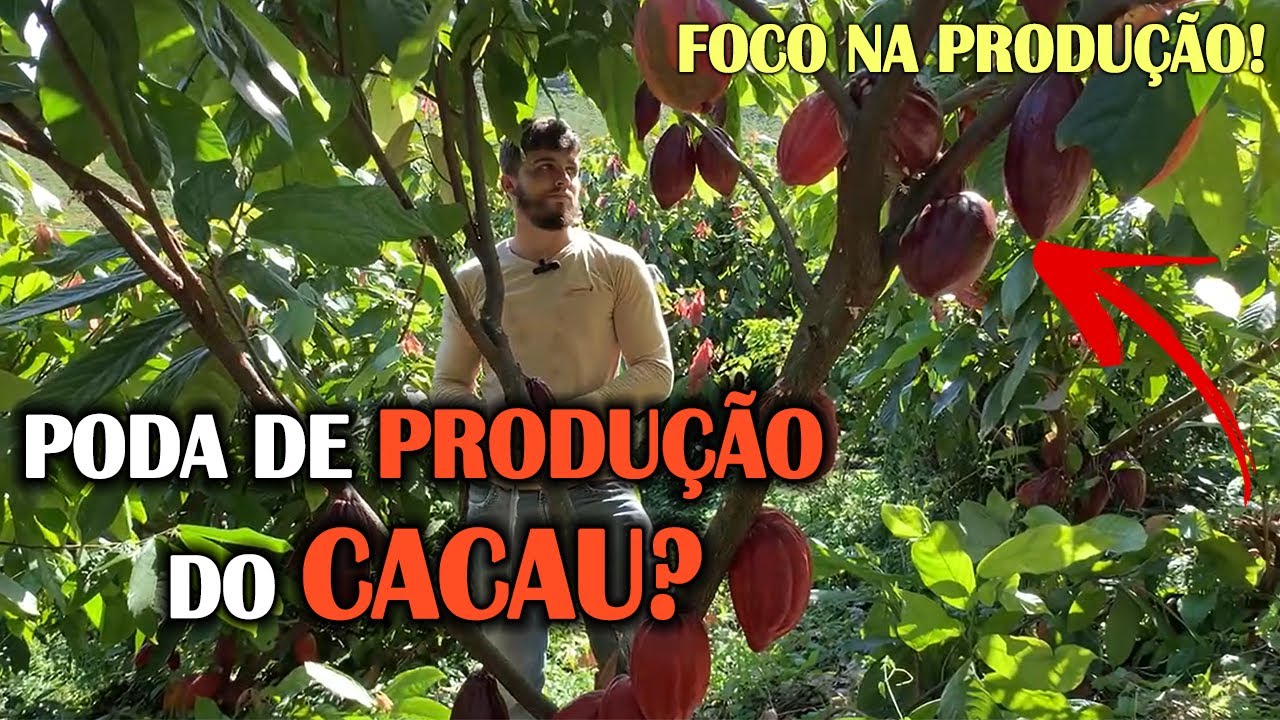 COMO FAZER A PODA DE PRODUÇÃO DO CACAU?