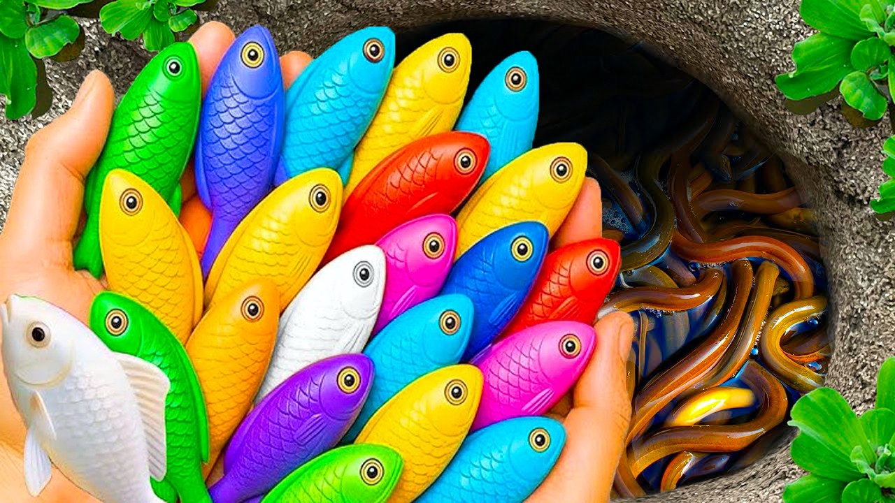 Catch beautiful aquarium fish in small pond baby turtles, eels, pencil fish, guppies blu,puffer fish