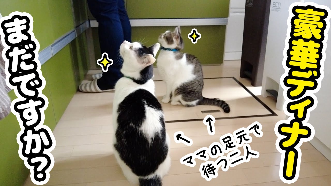 8歳の記念日をプレミアムフードでお祝いしたら食いつきが凄すぎた