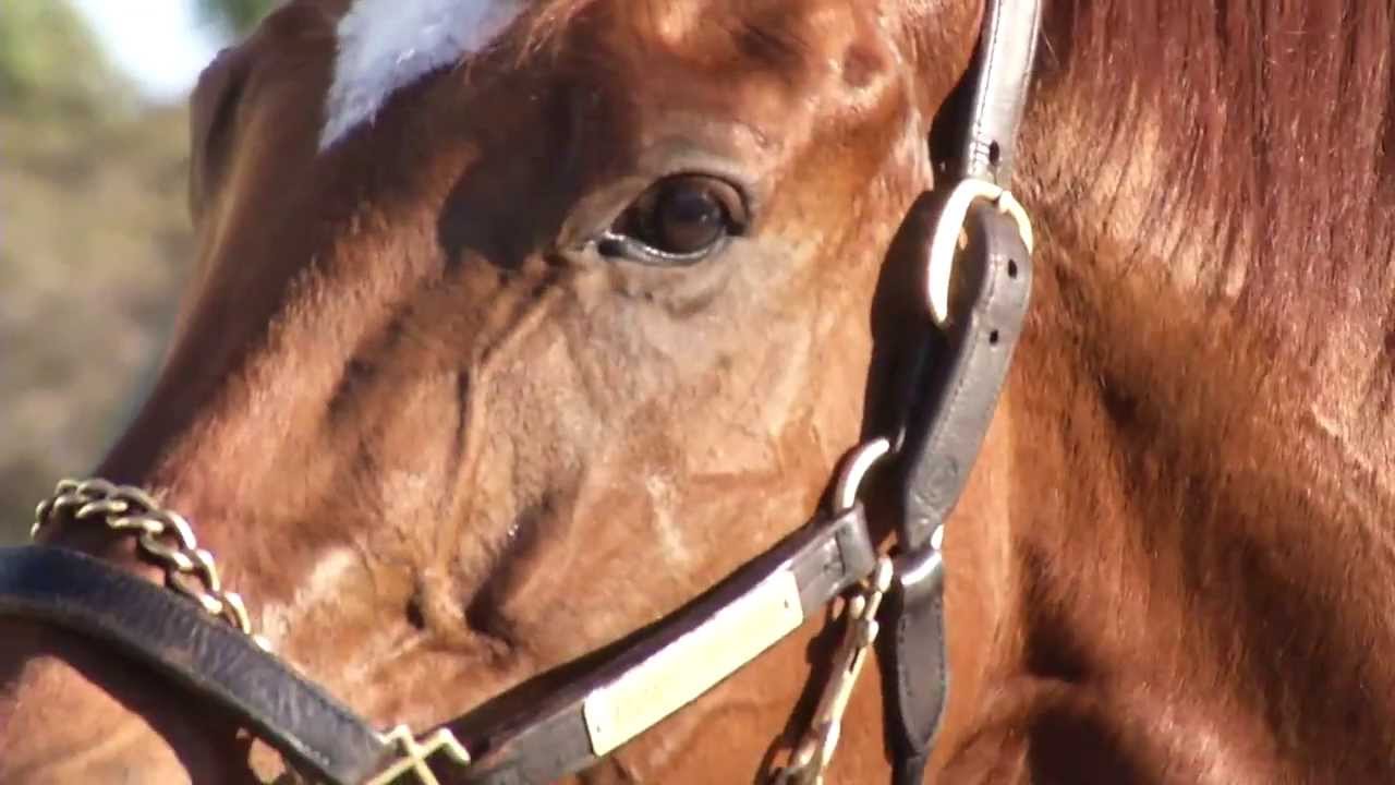 Animal Kingdom - Darley Stallion Show