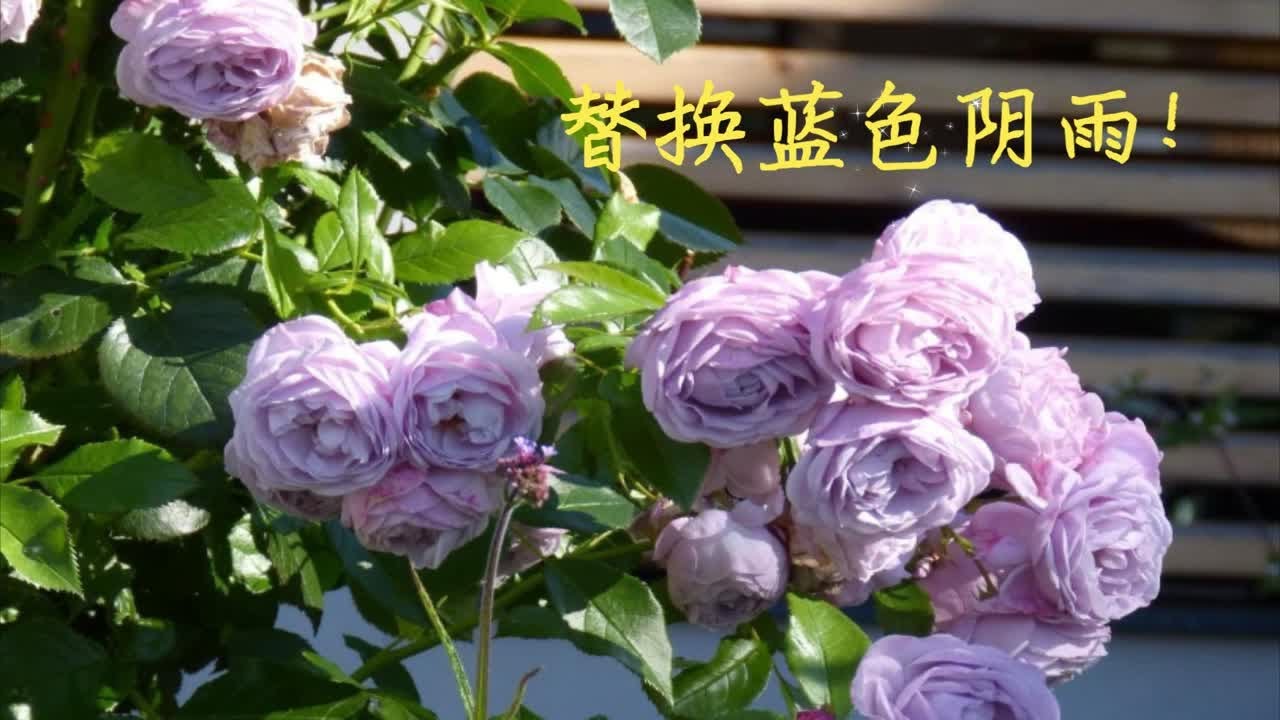 替换蓝色阴雨，向药罐子Say No！德国科德斯ADR月季“海洋之心”介绍(内附两广包邮区福建花友种植实拍体验)