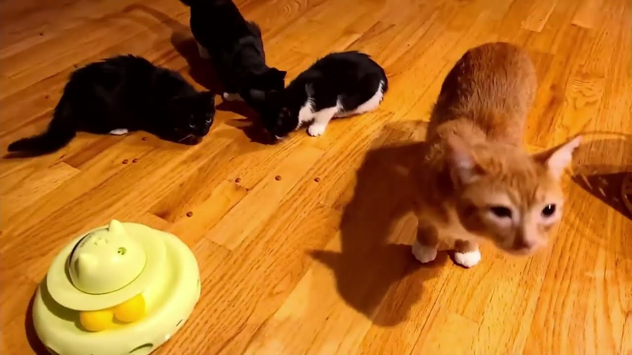 2025-01-21 Micro: Rainbow Room Kittens Enjoy Crunchies With Teaspoon In The Spa