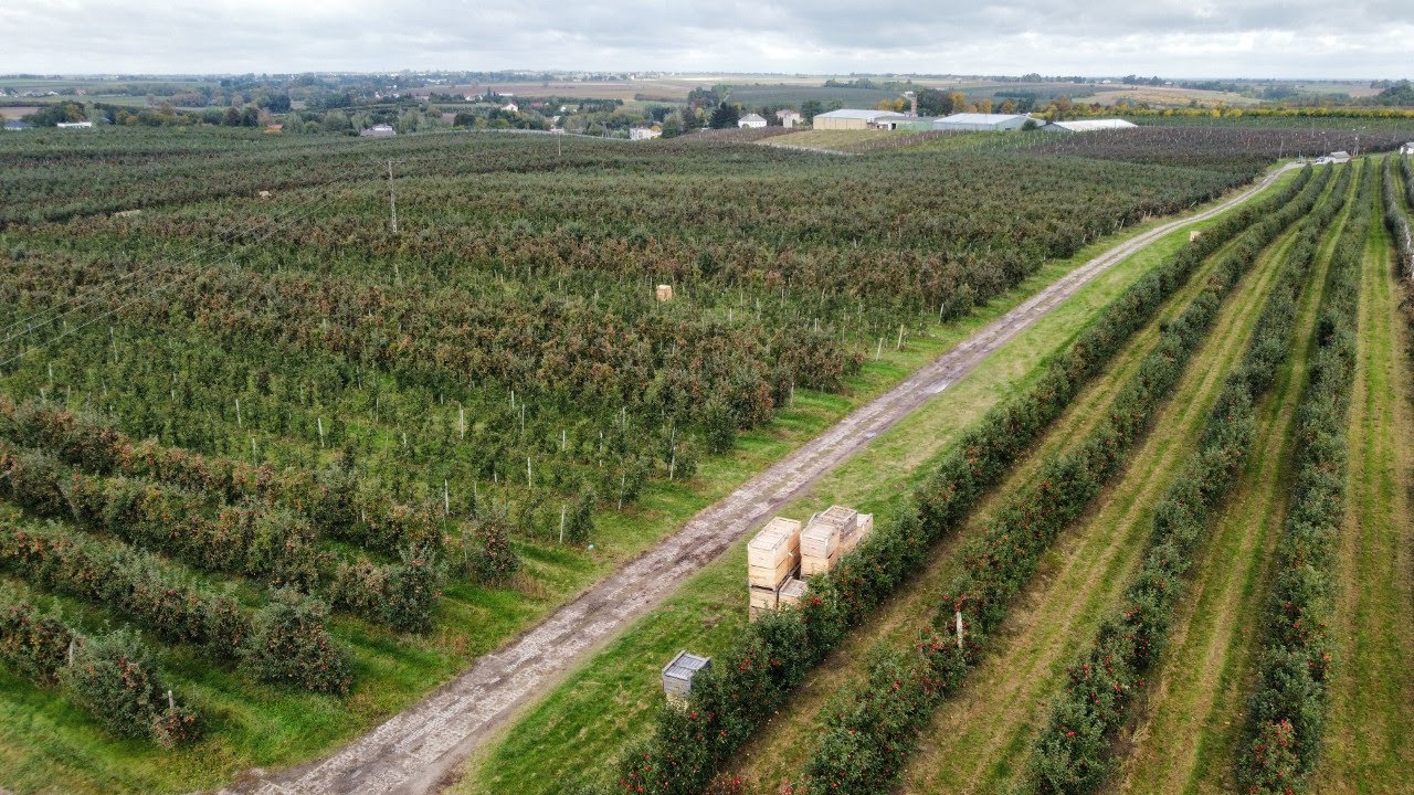 Zbiory jabłek 2022 w Lipowej - 150-ha sadu w sandomierskim, 11.10.2022