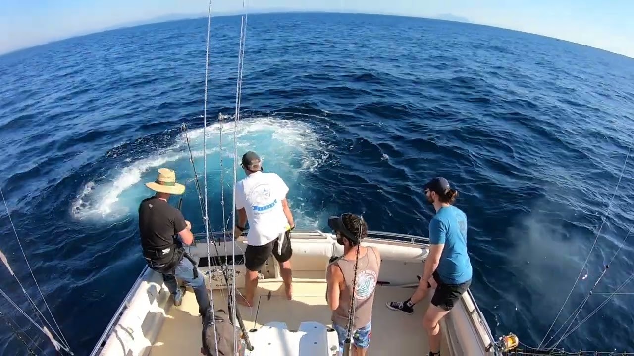 Head Hunter Charters Bermagui - Striped marlin switch baiting