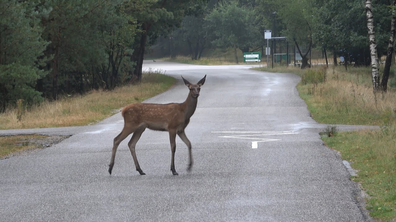 Overstekend wild - Wildlife crossing