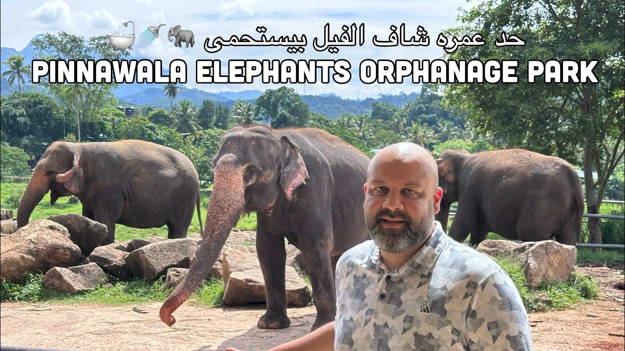 Elephants Orphanage Park - Kandy - Pinnawala - SriLanka 🇱🇰