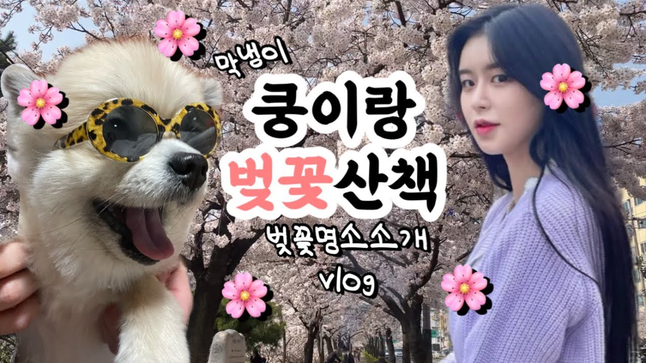막내쿵이랑 벚꽃산책🌸 숨은벚꽃명소 / 강아지산책 / 포메라니안 / 은평구 불광천 벚꽃길 / 브이로그 일상 / vlog / cherry blossom
