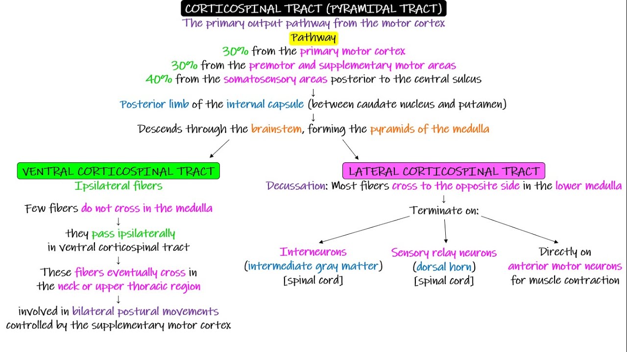Pyramidal Tracts (Cortico-spinal, Cortico-bulbar). Chapter 56 part 2. Guyton and Hall Physiology.