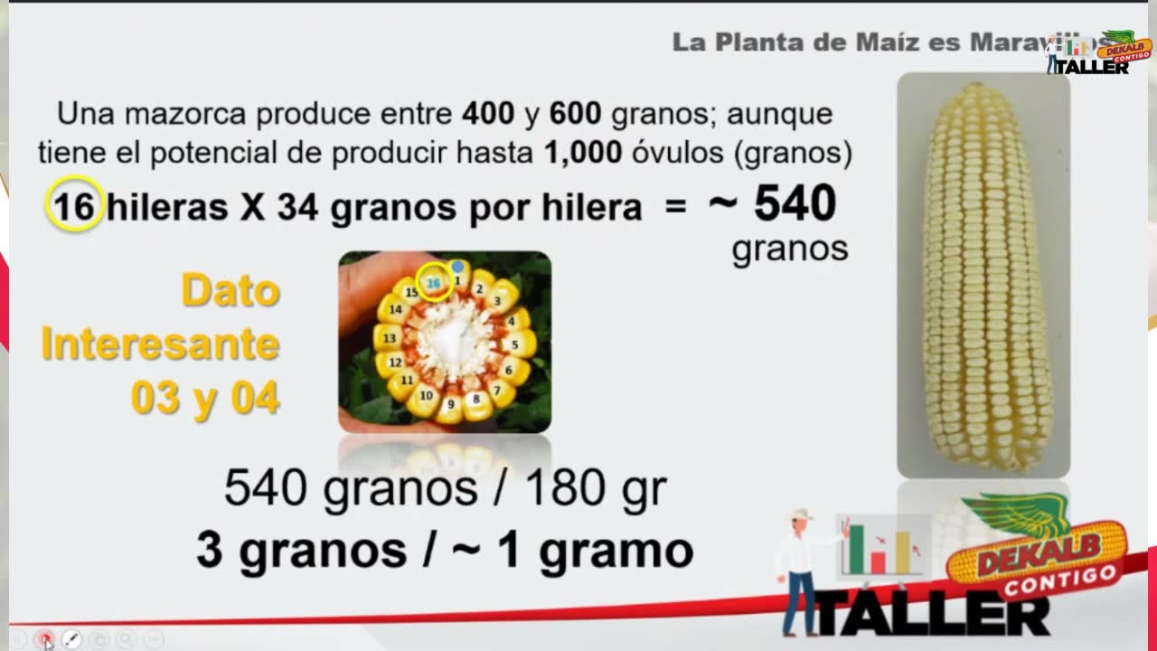 Taller: 