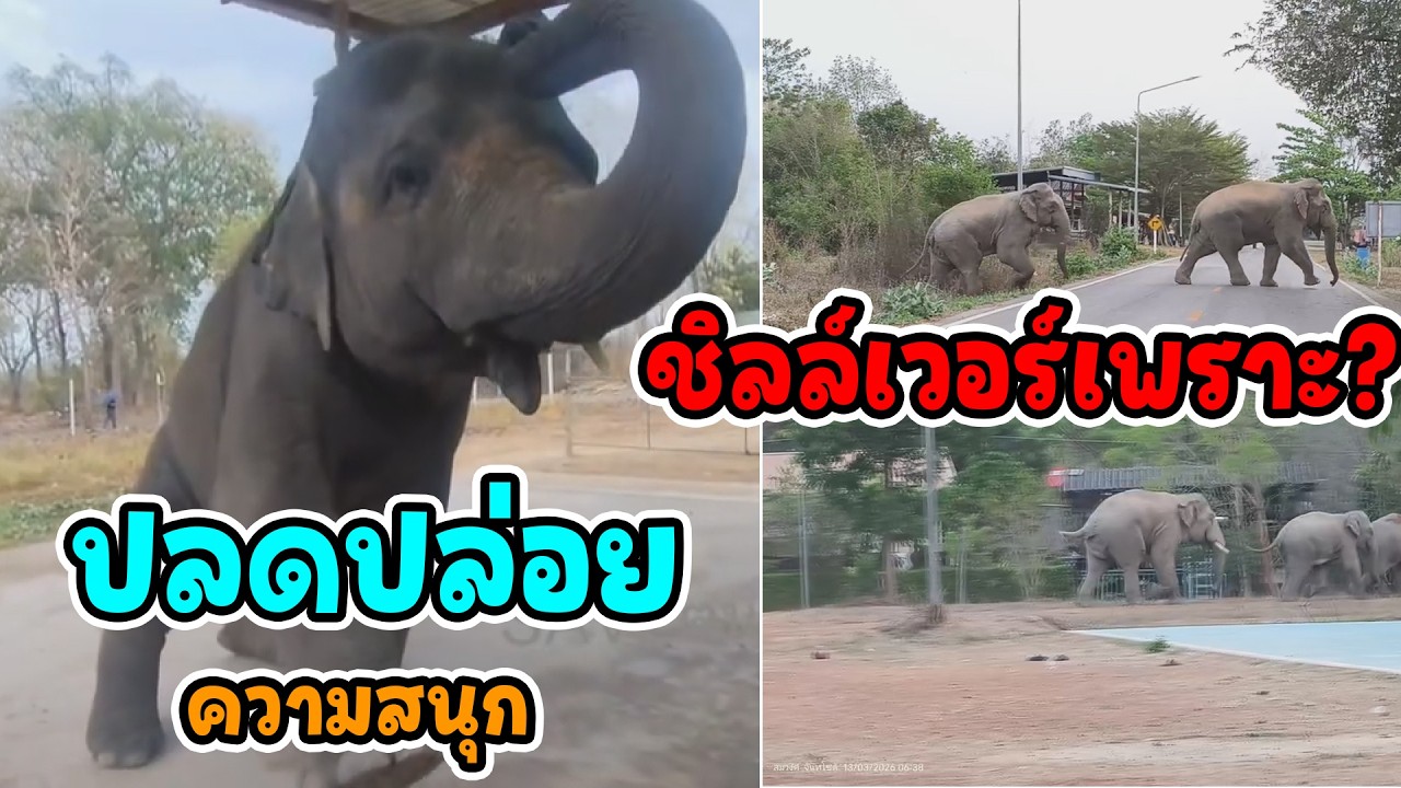 มิตรภาพและความเข้าใจ... วิถีช้างป่าคลองมะหาด กับความน่ารักของพลายคำน้อย