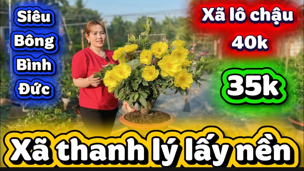 21-1-2026☎️0366 059 934 📲mai chơi Tết giá rẻ kinh khủng mã số cuối clip