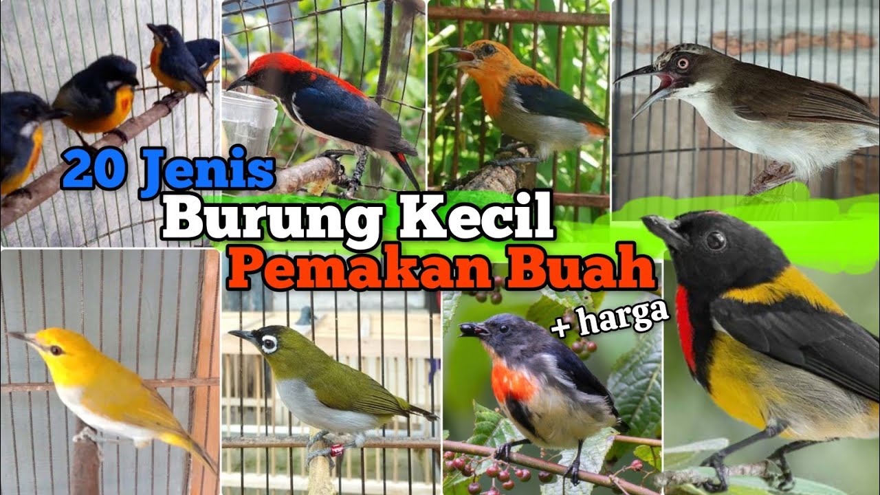 Burung Kecil Pemakan Buah - Buahan ‼️ Bahas 20 Jenis Burung & Harga Bahannya.