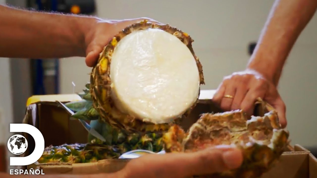 Piñas rellenas de cocaína | Control de fronteras | Discovery en Español