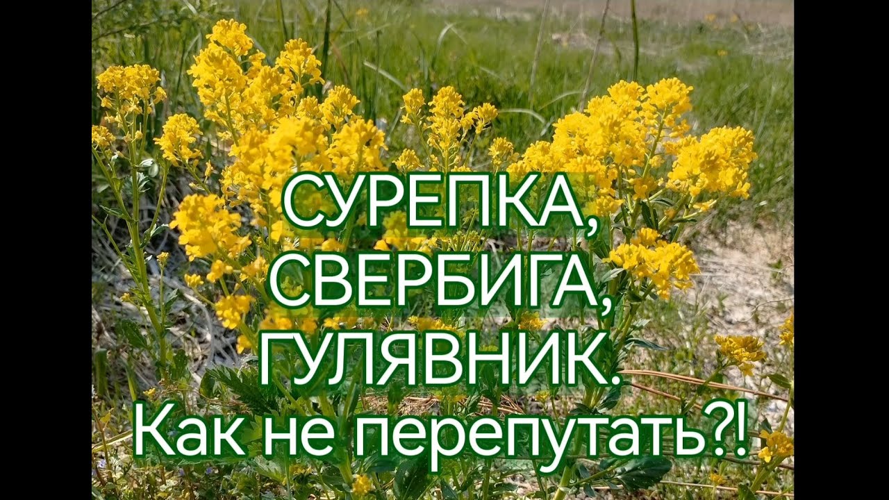 Сурепка, Свербига, Гулявник. Как не перепутать? Чем отличаются?