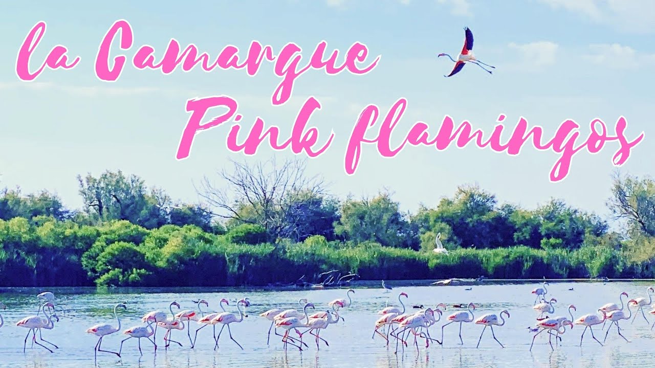 Pink Flamingos of the Camargue, France | Les flamants roses de la Camargue