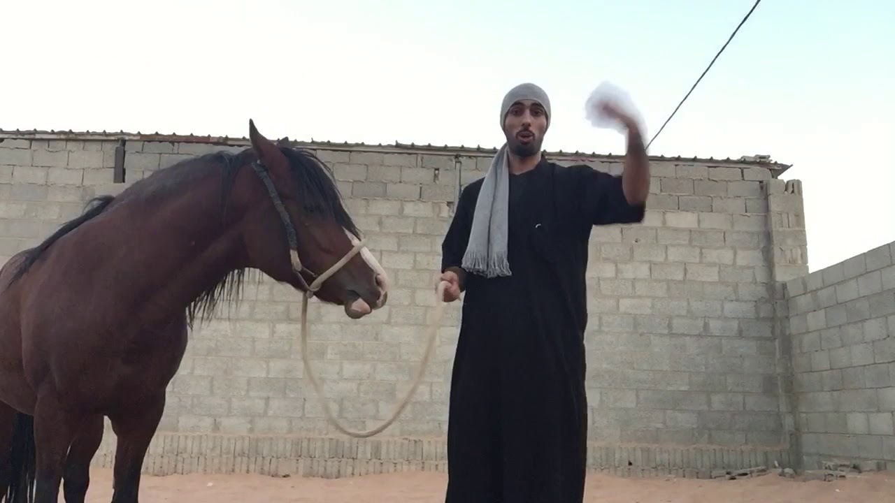 شرح مفصل وعام عن اللنشات أثناء تدريب الخيل، أسبابه وعيوبه وميزاته