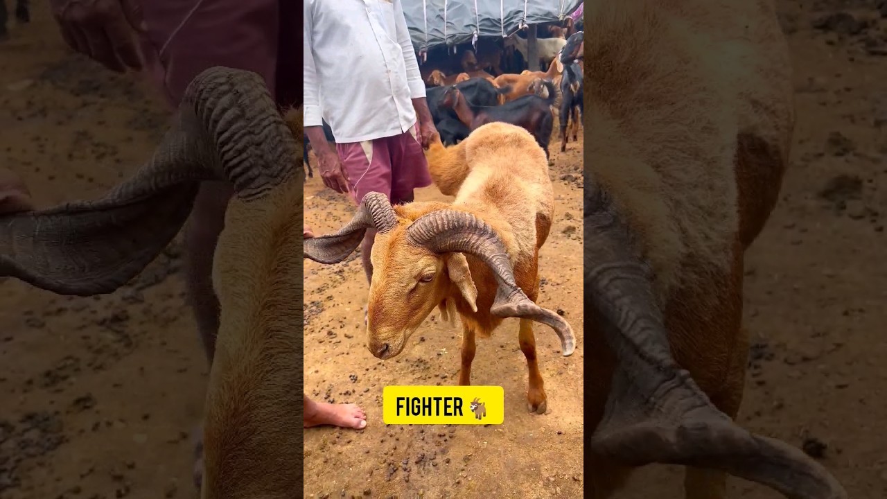Telangana Fighter #sheep #telangana #viral #shorts #fighter #short #famoussheep #bakramandi #bakra