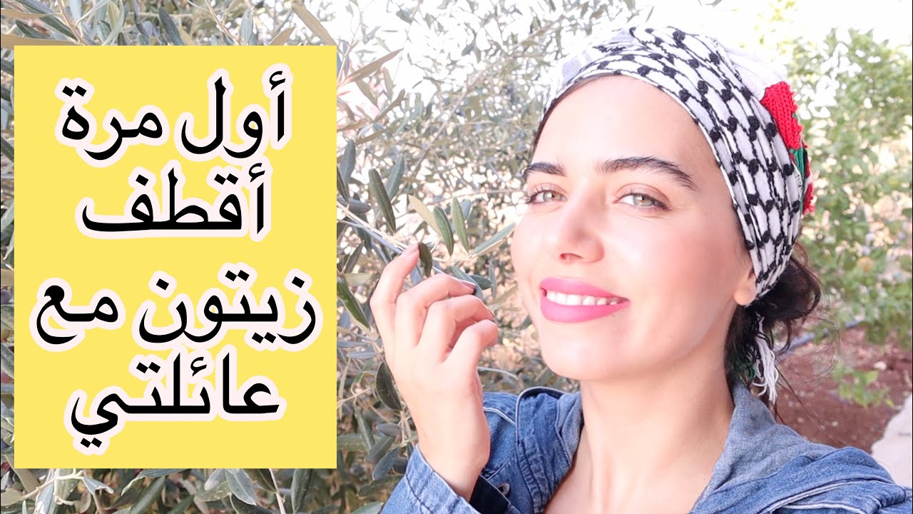 أول مرة أقطف زيتون أنا وعائلتي في فلسطين. أحلى أجواء 😍