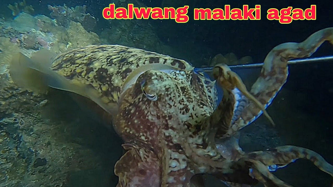 ep622 dalwang malaking kulambutan agad ang humarang 