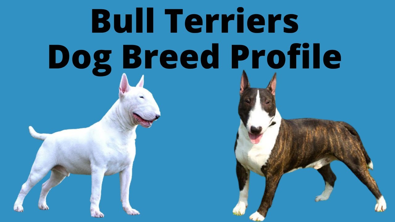 Bull Terriers (Bullies) Dog Breed Profile