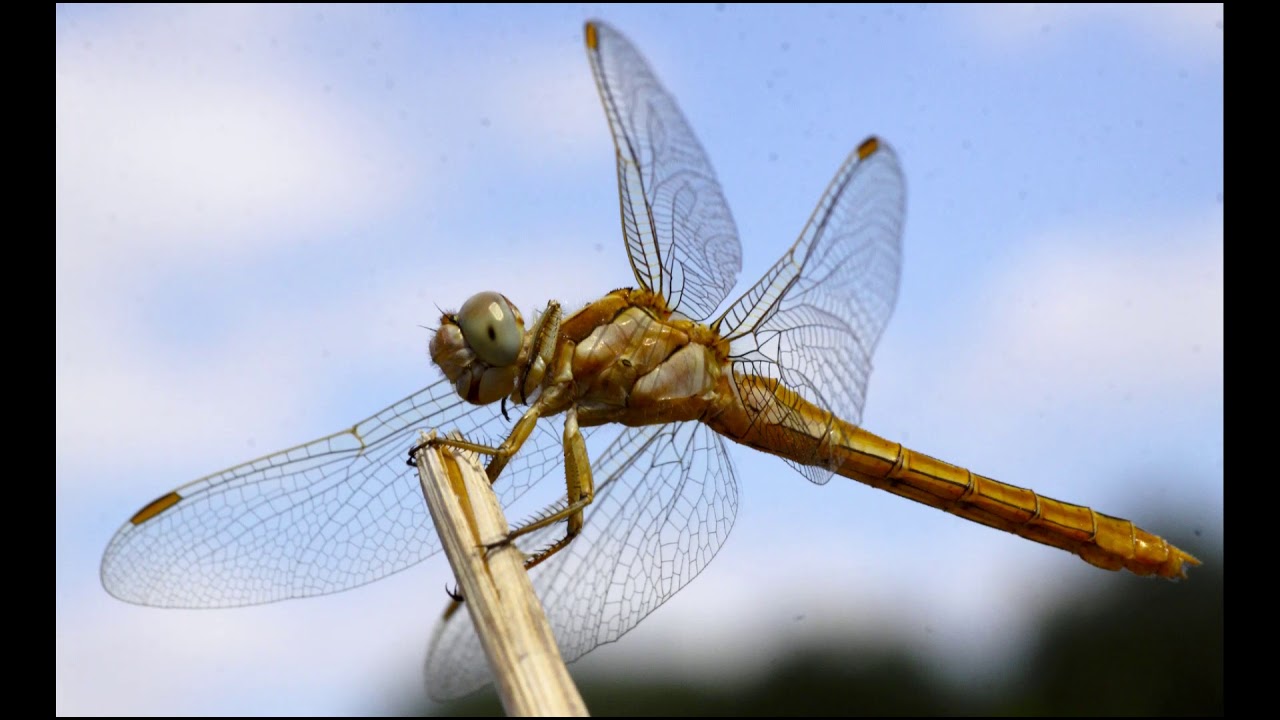 MAKRO FOTOGRAF SLAYT G&Ouml;STERİSİ - 20.08.2012