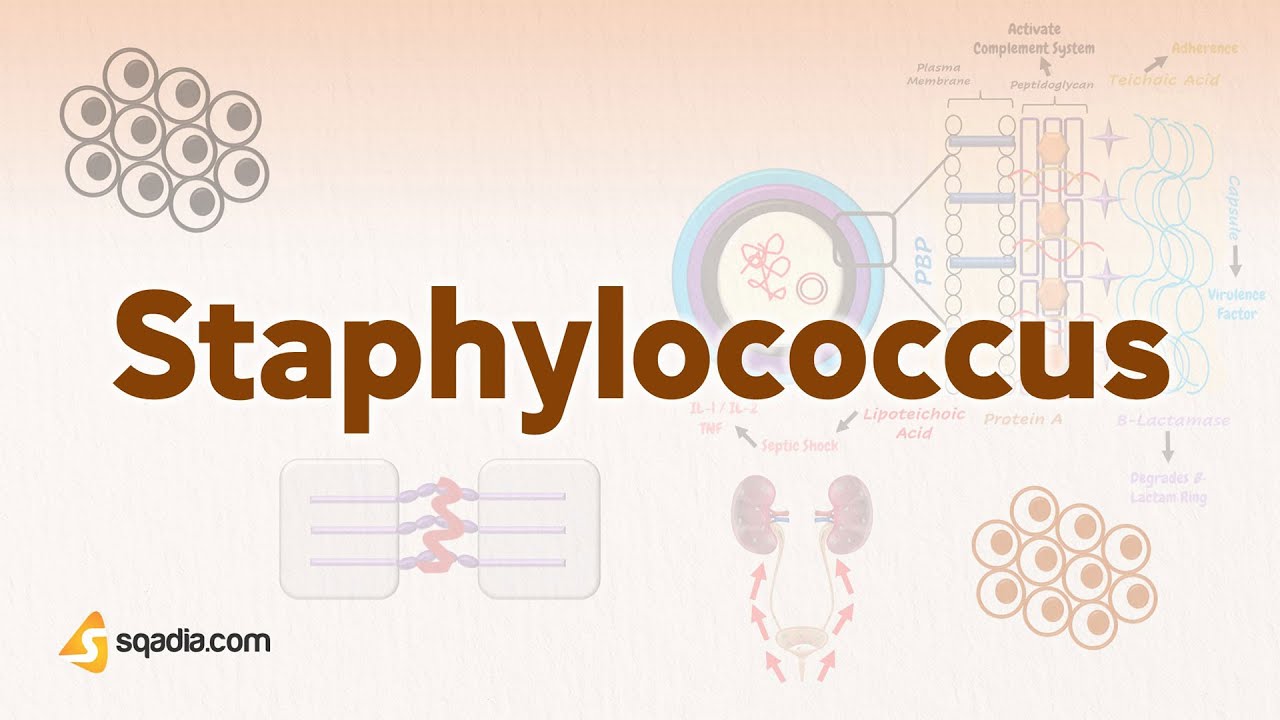 Staphylococcus | Microbiology