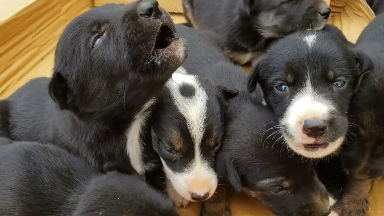 Black puppies crying 😢/cute newborn puppies/baby dogs crying soung/mother dog left newborn puppies🐶 