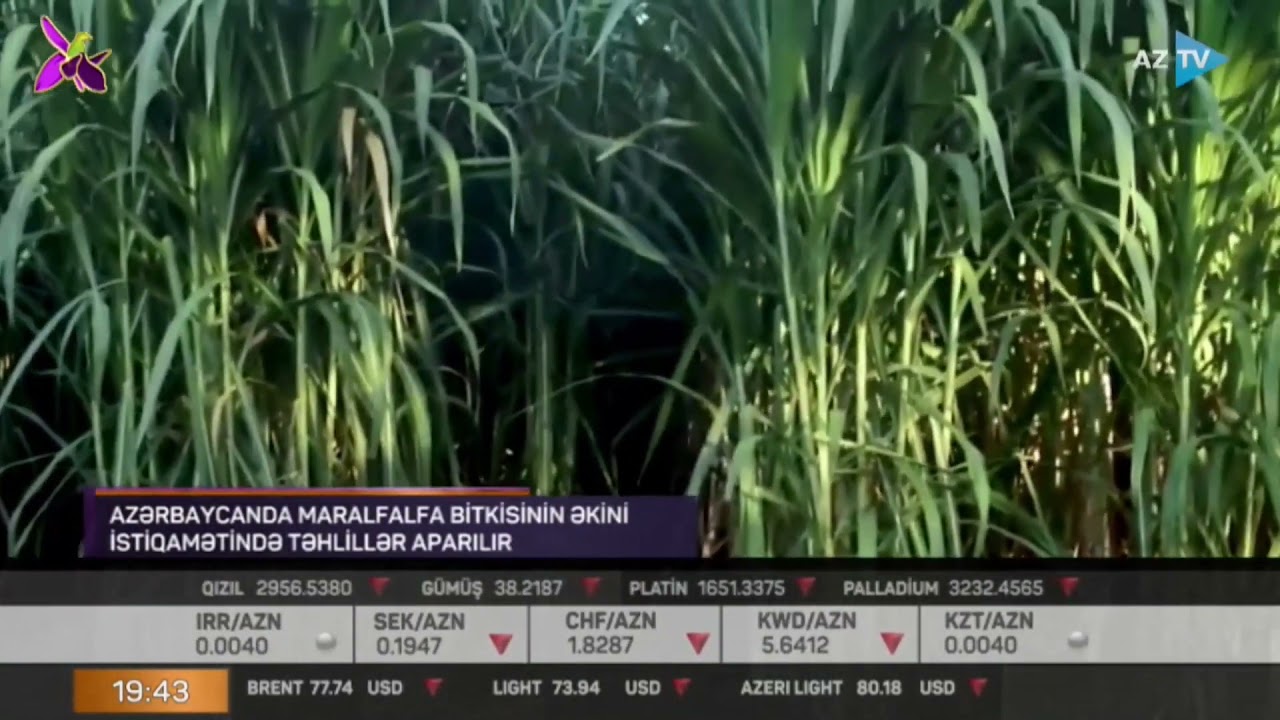 Azərbaycanda Maralfalfa bitkisinin əkini istiqamətində təhlillər aparılır