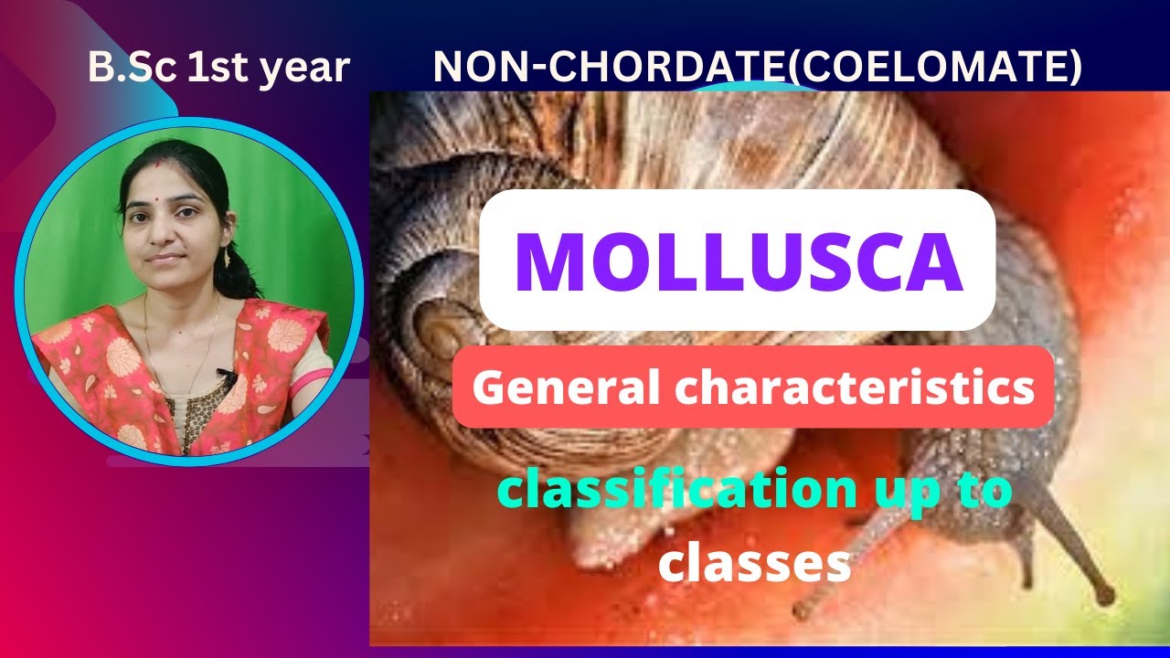 General Characteristics And Classification up to classes of Mollusca bsc 1st year||#coelomates.