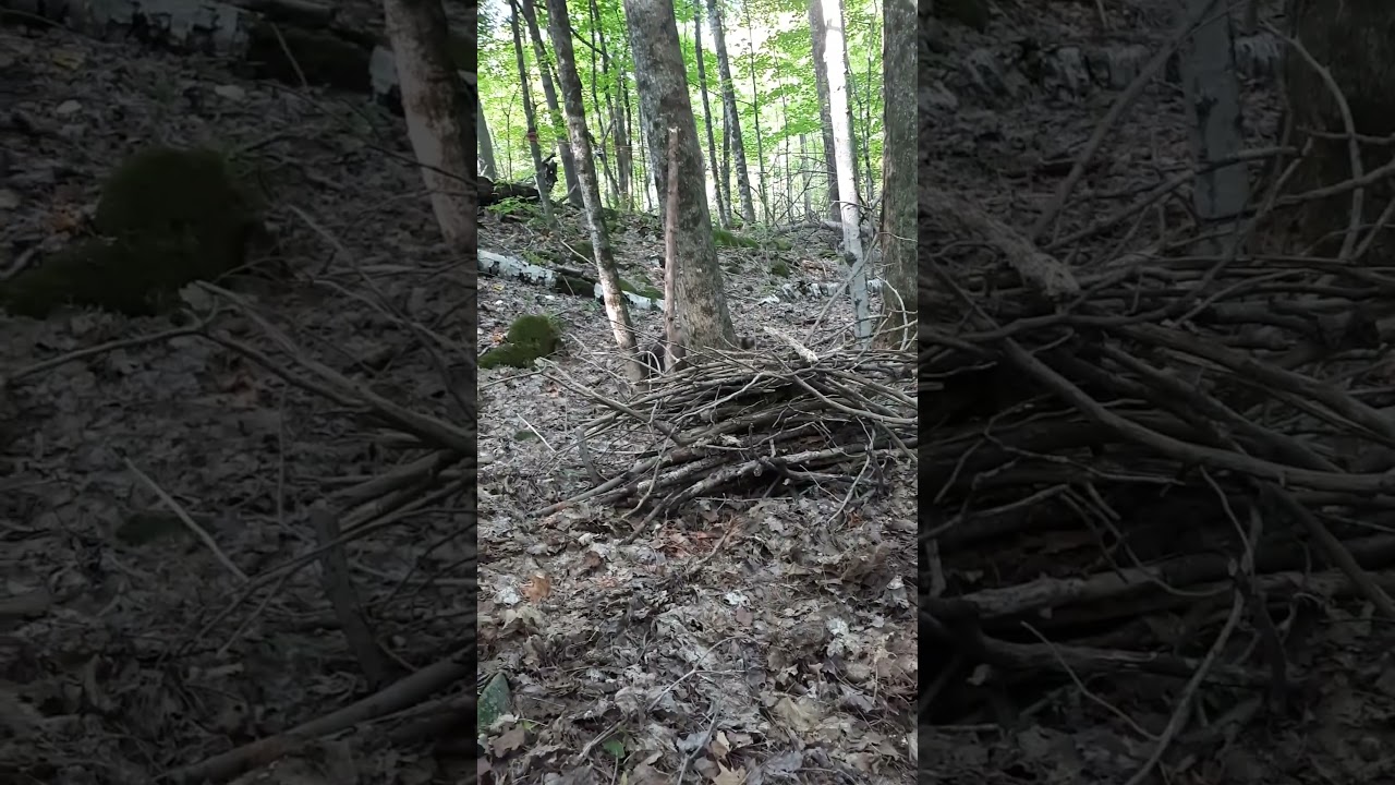 Camping to release paper raccoon