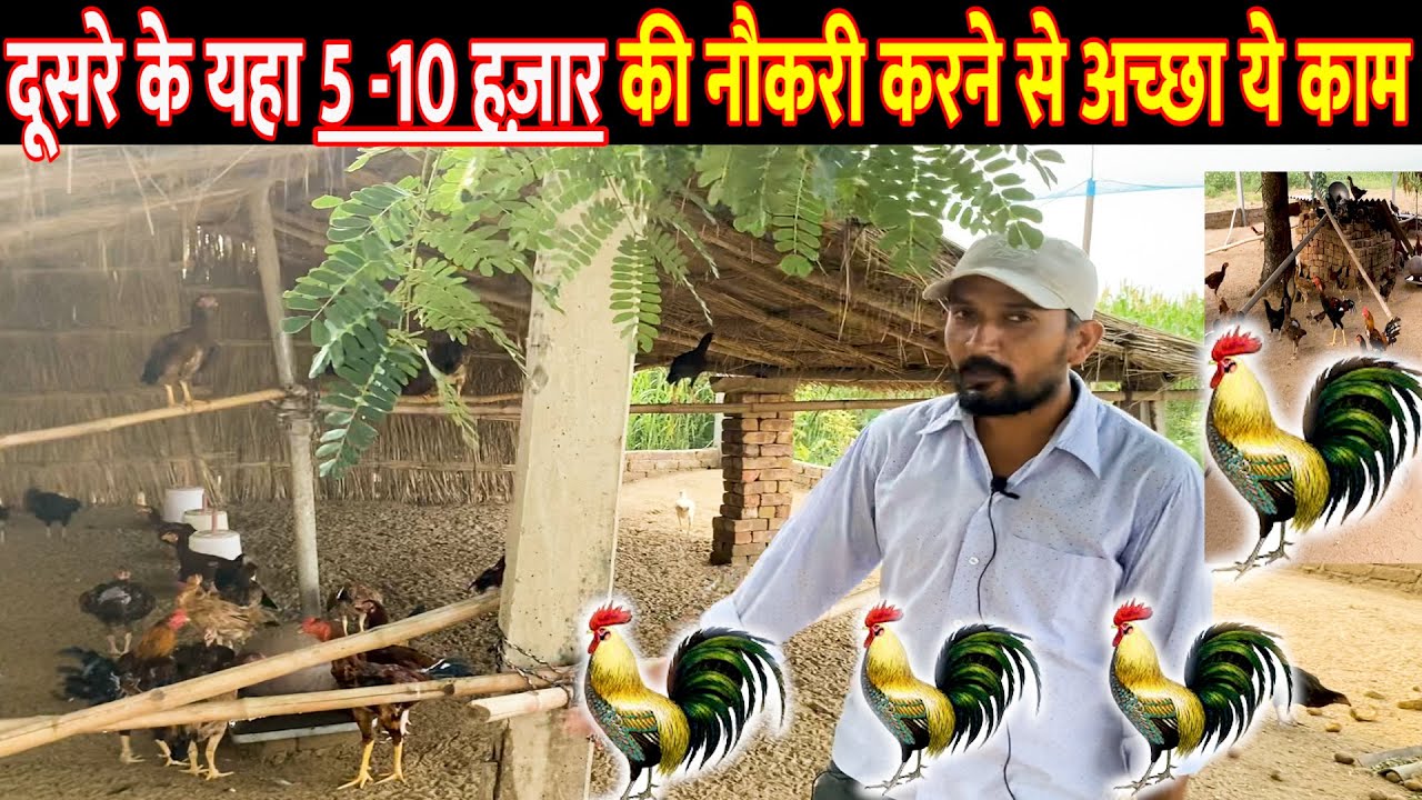 बेरोजगारी से अच्छा Desi Poultry Farm Business|Desi Poultry Farming | Desi Poultry Farm Business Plan
