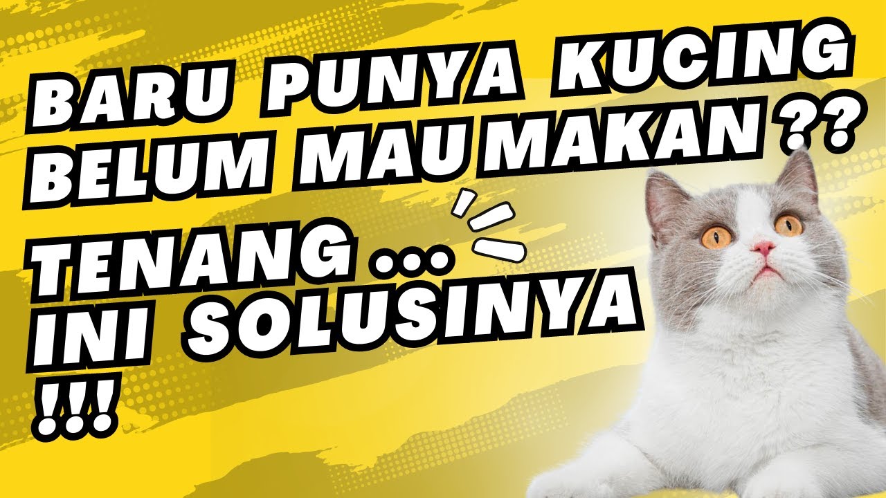 🔴 ANAK KUCING BARU DATANG DAN BELUM MAU MAKAN❓ | GA USAH PANIK, INI SOLUSINYA...‼️