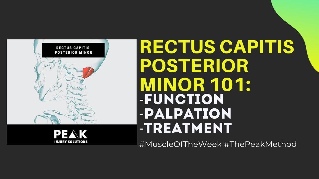 Rectus Capitis Posterior Minor Muscle Breakdown: Function, Injuries & Advanced Palpation.