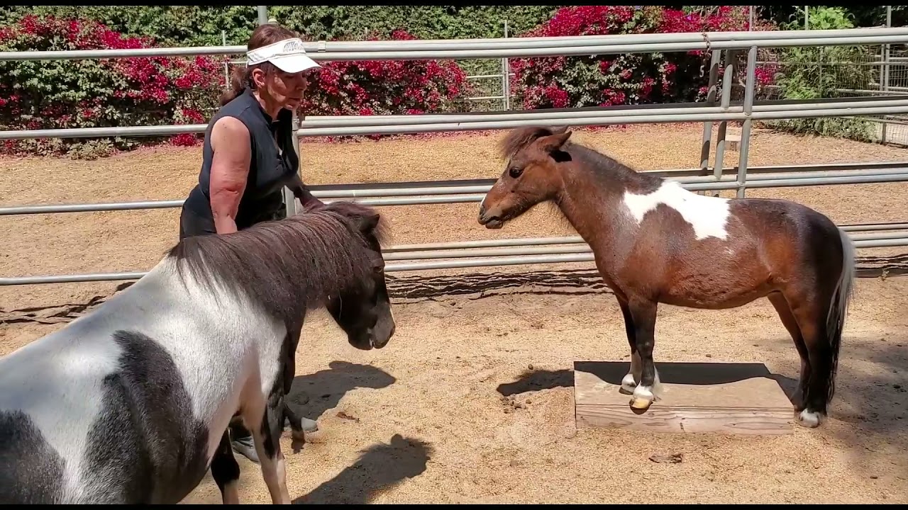 Training Multiples horses using food