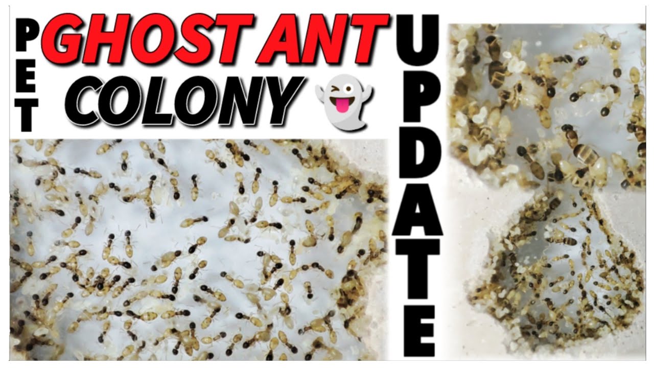 Domesticating a WILD ANT COLONY | D colony