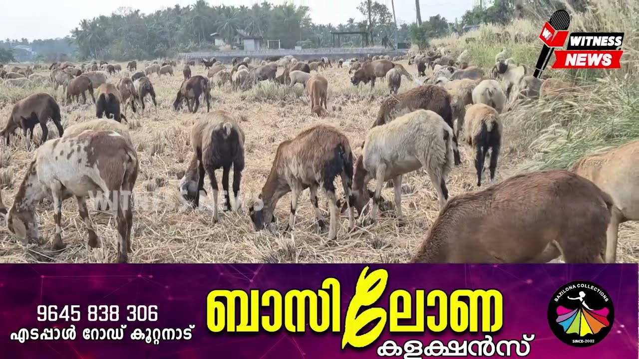 പത്തും നൂറുമൊന്നുമല്ല,1000ത്തിൽപരം ചെമ്മരിയാട്ടുകളാണ് തീറ്റതേടി പട്ടാമ്പിയിലെത്തിയിരിക്കന്നത്.