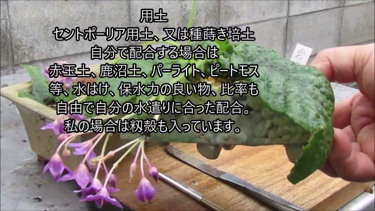イワタバコ葉挿し　2025.6.10　イワタバコをどう葉挿しするのか、私なりの方法を紹介します。今回初なので、以後の結果は春ごろにUP出来ればと思います。