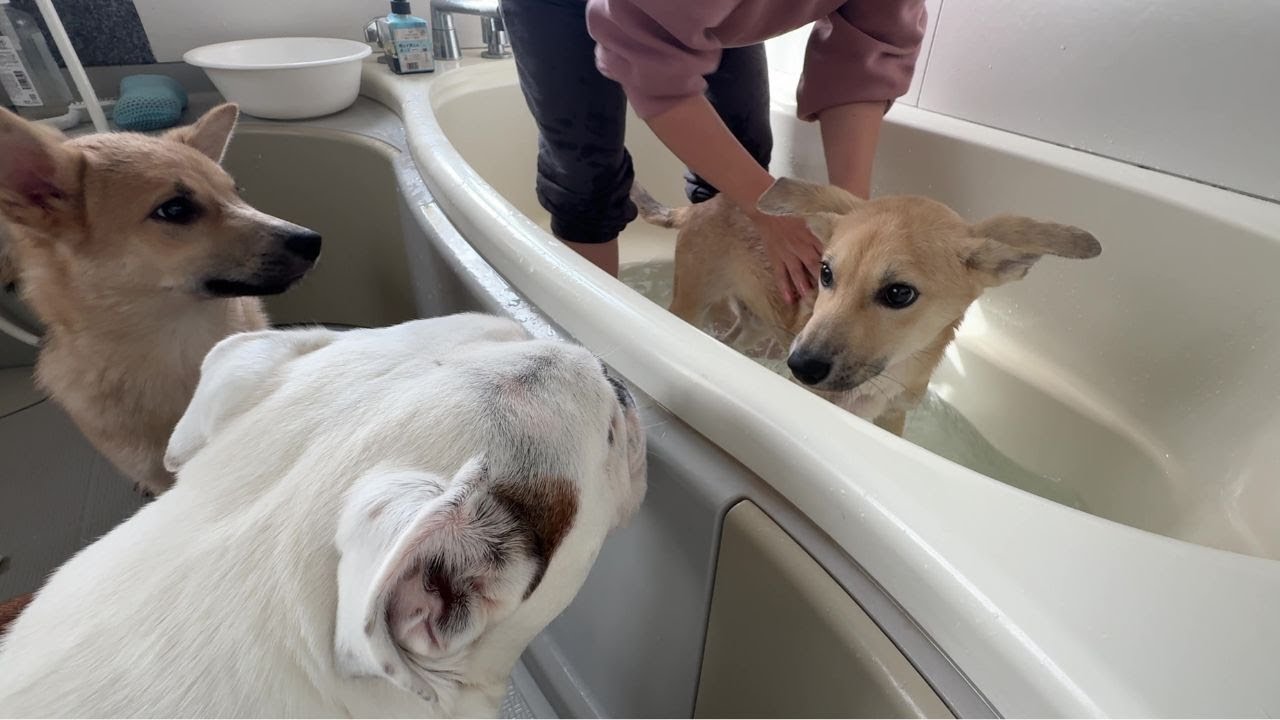 まるこの声援を受けて、怖がりな保護犬が1ヶ月ぶりに入浴に挑戦した結果が感動でした！