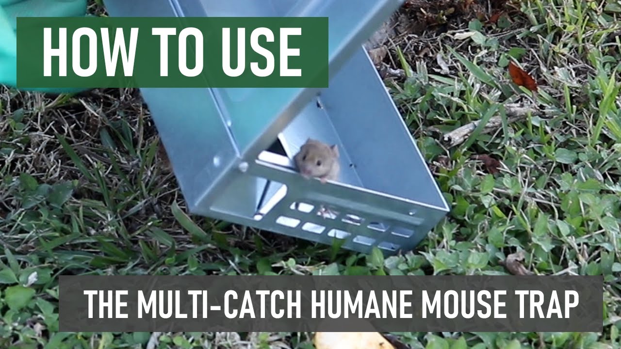 Как использовать гуманную мышеловку Solutions Multi-Catch [самостоятельная борьба с грызунами]