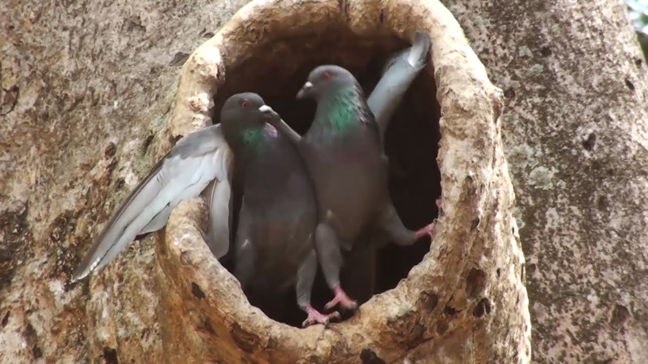 Wild Pigeons fighting for a tree hollow