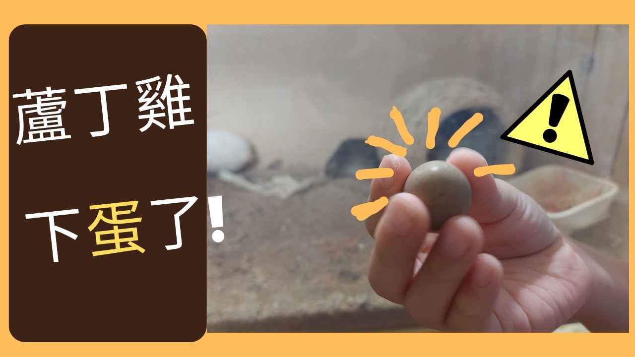 106 days old Rutin chicken lay eggs,106天大的蘆丁雞下蛋囉!106 days old Rutin chicken lay eggs